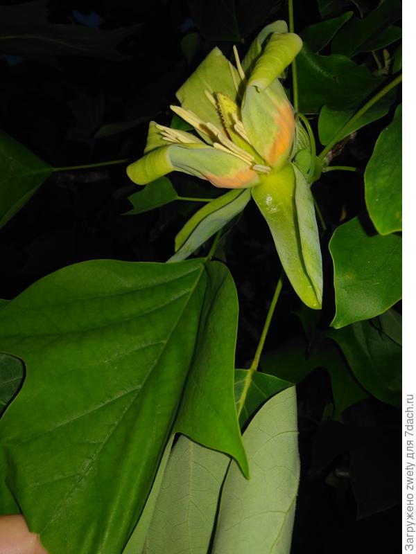 Дерево южное