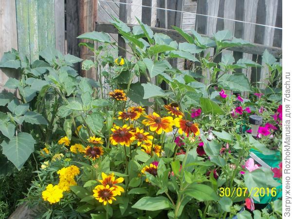 Вот она - коварно притаилась вдоль забора.