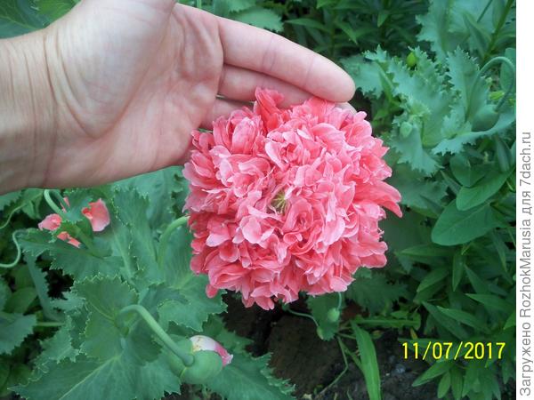 Мак пионовидный