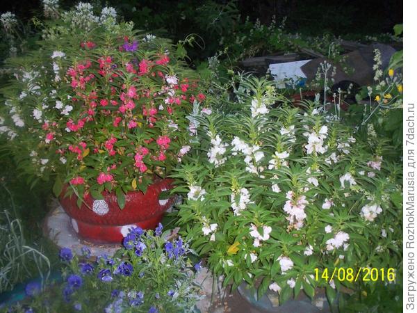 Бальзамин садовый