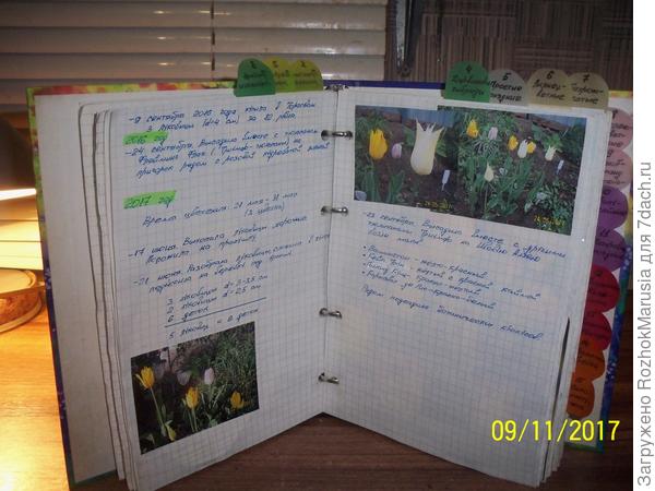 Внутри пишу сведения о посадке и выкопки, делаю для себя выводы, когда это делать удачнее всего. Записи делаю в свободное время с черновика, обычной тетрадки в клетку, которую беру с собой в сад