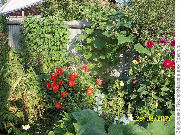 Георгины &amp;quot;Весёлые ребята&amp;quot;