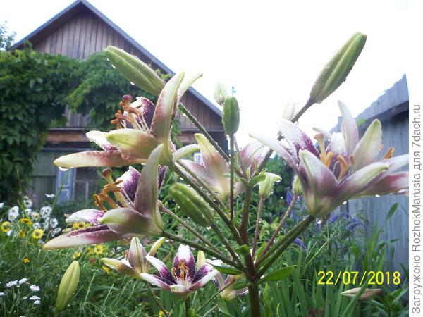 азиатка Сентерфолд