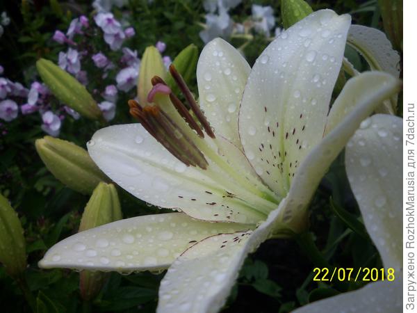 ЛА-гибрид Элина