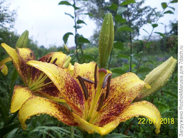 азиатка Лайонхарт