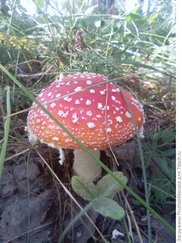 пкпкупкк