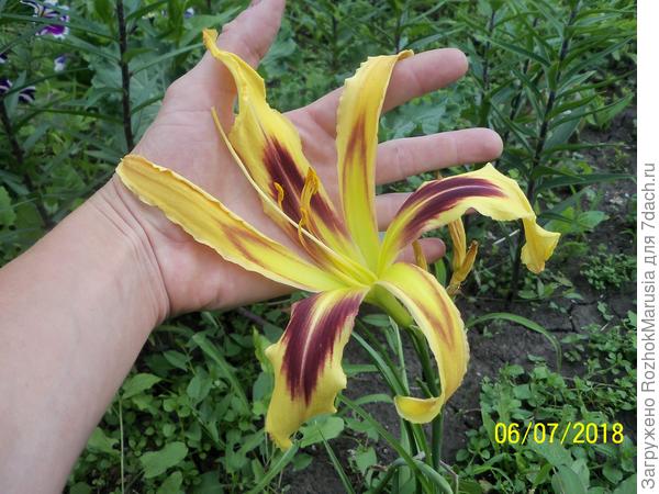 И вот такая моя одна из &amp;quot;жёлтых&amp;quot; новинок этого сезона лилейник-спайдер сорт Фри Вилин.
