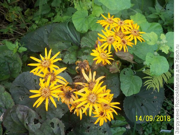 Базульник Дездемона ещё молодой - всего два года ему.