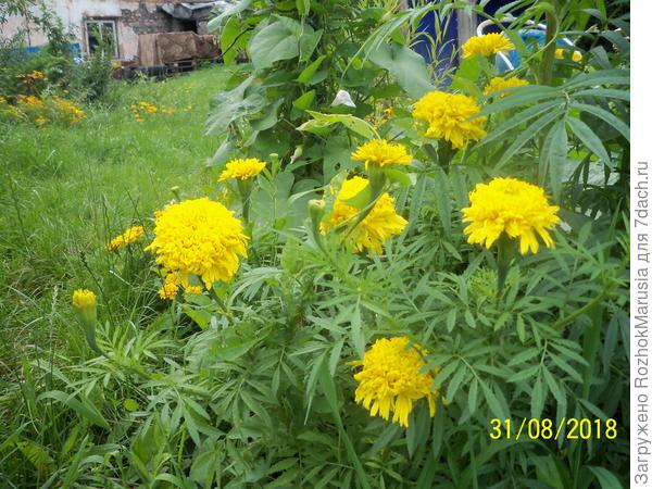 Жёлтые высокорослые бархатцы