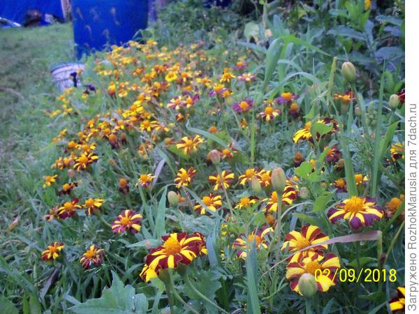 С помощью бархатцев к концу сезона немного получается ощутить атмосферу &amp;quot;Солнечной гостиной&amp;quot;