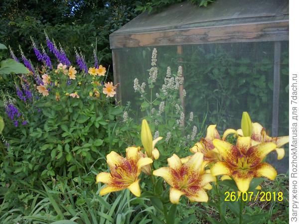 Ещё одна &amp;quot;жёлтая&amp;quot; - азиатка Лайонхарт на фоне жёлтых георгин и сиреневого колокольчика(для контраста)