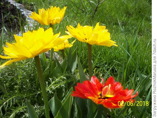 Махровые тюльпаны, один красный затесался))