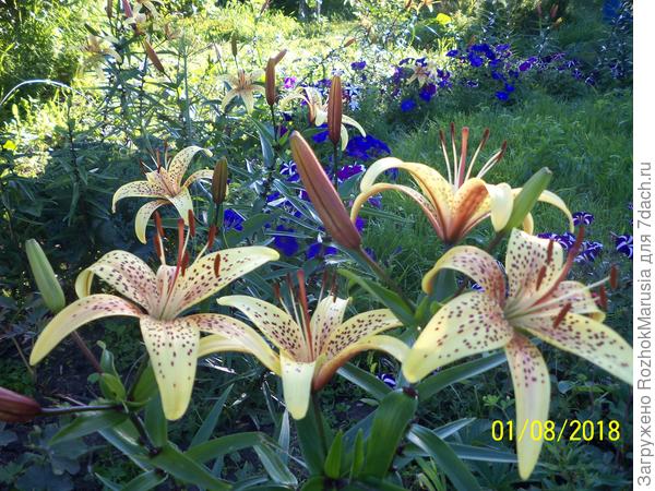 Жёлтая азиатка Аэлита на фоне сиреневой петунии, опять же, для контраста