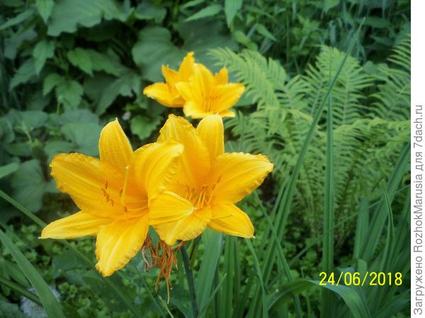 Жёлтый лилейник, очень рано зацветает, самый первый из всех лилейников.