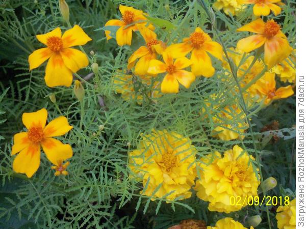 Бархатцы тонколистные и бархатцы отклонённые