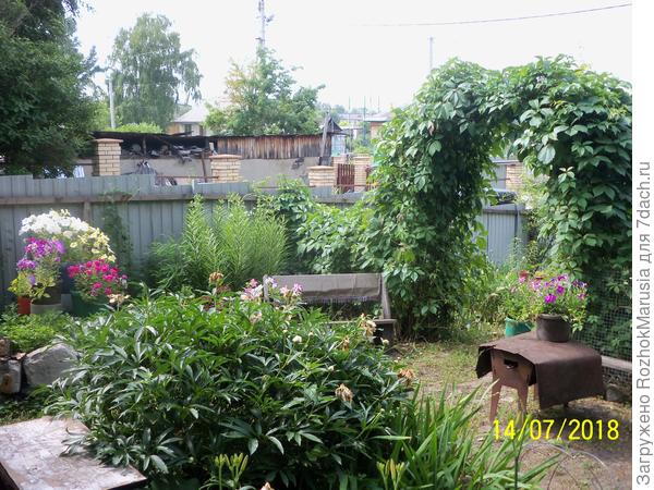 Летом куст пиона занимает пространство не меньше полутора метров в диаметре.