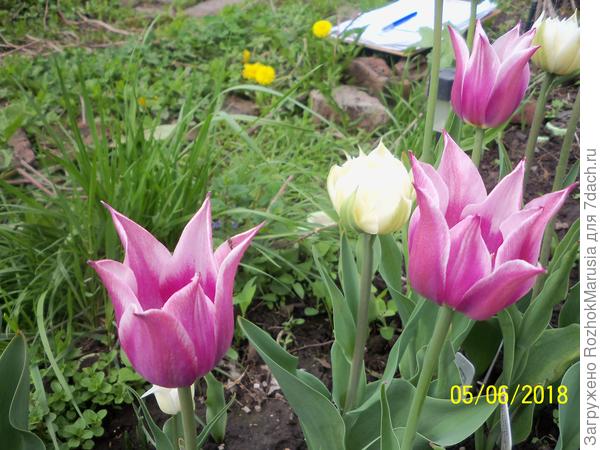 Тюльпан &amp;quot;Баллада&amp;quot;