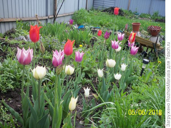 Лилиецветные тюльпаны на переднем плане клумбы