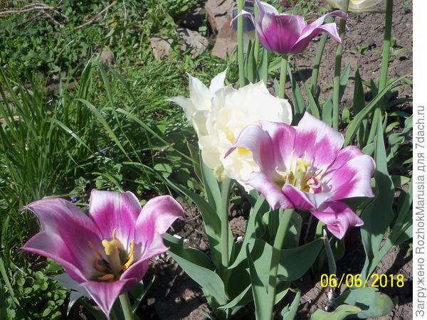 На солнце очень красиво раскрывают лепестки