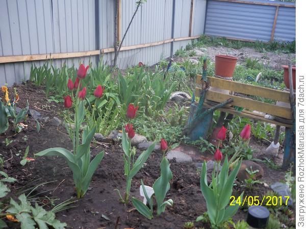 Многоцветковый тюльпан "Ред Жоржетт" прошлой весной