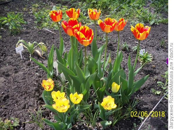 А вот такие выросли у меня