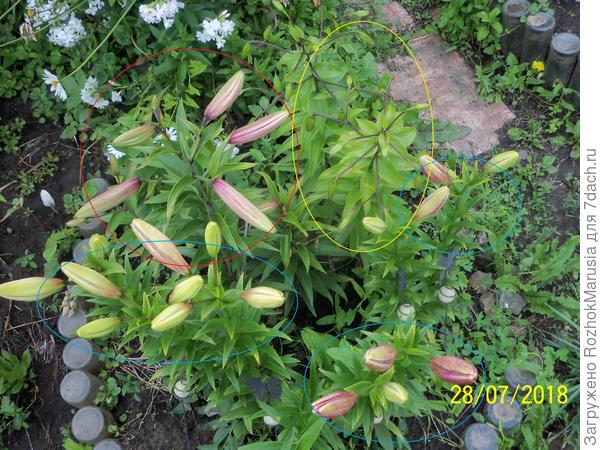 Лилии трёх групп набрали бутоны. Голубыми кружочками выделены азиатские, красным - ОТ, а жёлтым - видовая лилия.