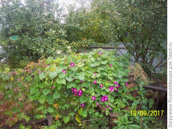 Розовая ипомейка оплела весь заборчик, а в этом году - ни росточка её самосевом не было.