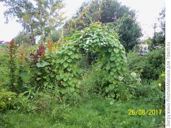 Ипомея белая с полосочками оплела арку. Посажена была рассадой с двух сторон арки.