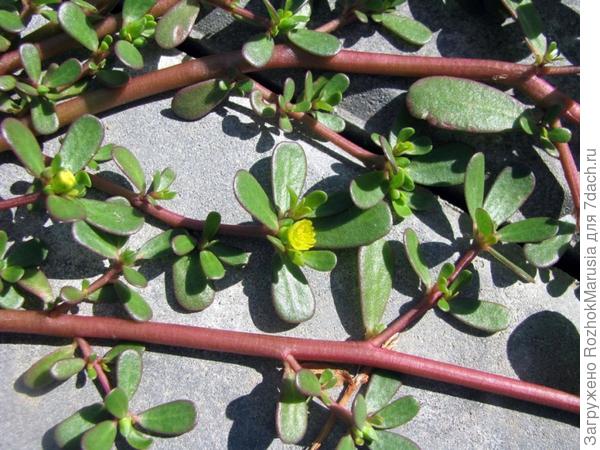 Портулак огородный