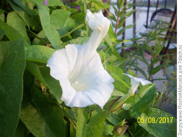 Дикая белоцветущая "ипомея" с такими же огромными цветами, как у культурных сортов ипомей.