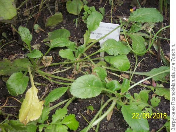 Розетки колокольчиков в первый год.