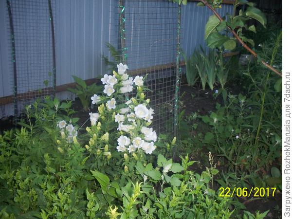 Двулетний колокольчик &quot;Снежана&quot;