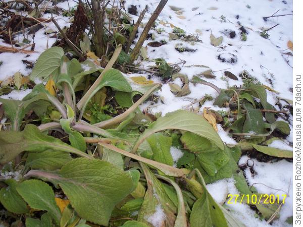 Вот такими розетки наперстянки ушли под зиму, весной вышли точно такими же. А пока растаял последний снег, они совсем высохли и пропали. Нужно было их временно прикрыть((