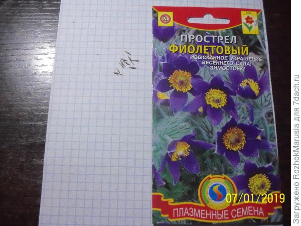 Семена Прострела