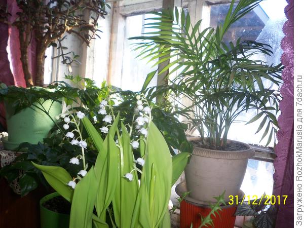 Ландыши к Новому году))