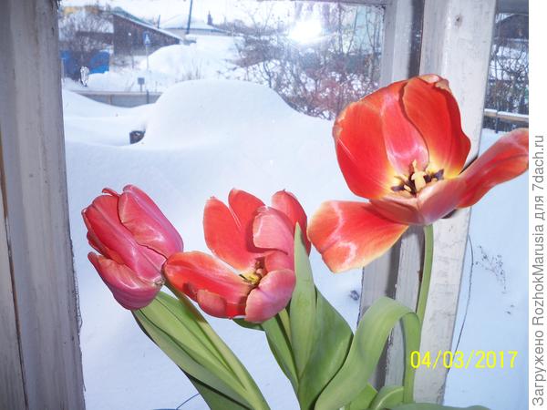 Тюльпаны в горшке к 8 марта.