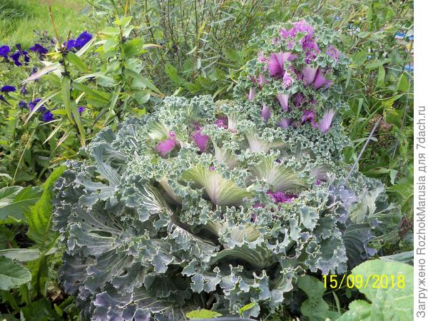 А осенью... из неё вырос какой-то непонятный &amp;quot;недокочан&amp;quot;, и вид совсем испортился.