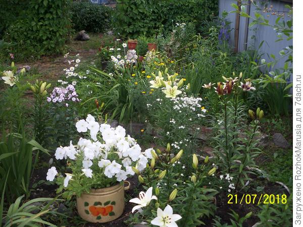 Какие растения можно включить в цветник с белыми лилиями, чтобы получить нюанс по цвету и контраст по форме? - ответы экспертов 7dach.ru