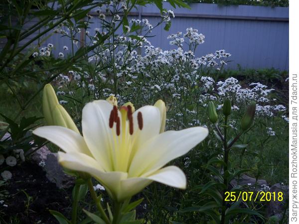 Лилии в саду - фото клумб, правила ухода для обильного цветения