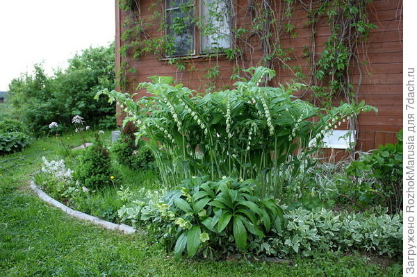 Купена в саду - фото из интернета