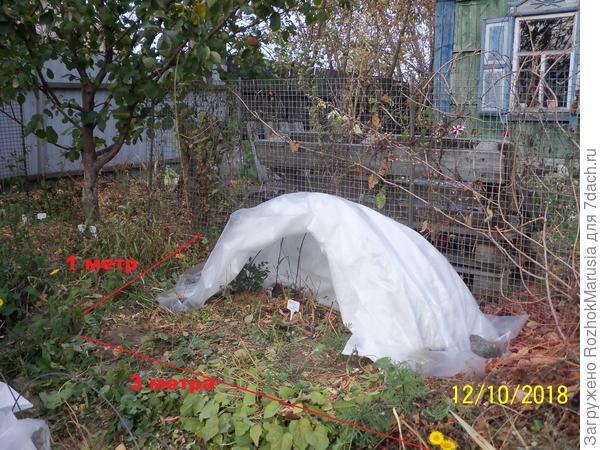 розам выделен участок 1х3 метра