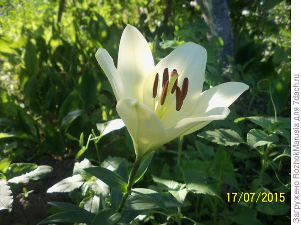 Лилия Цветок Фото