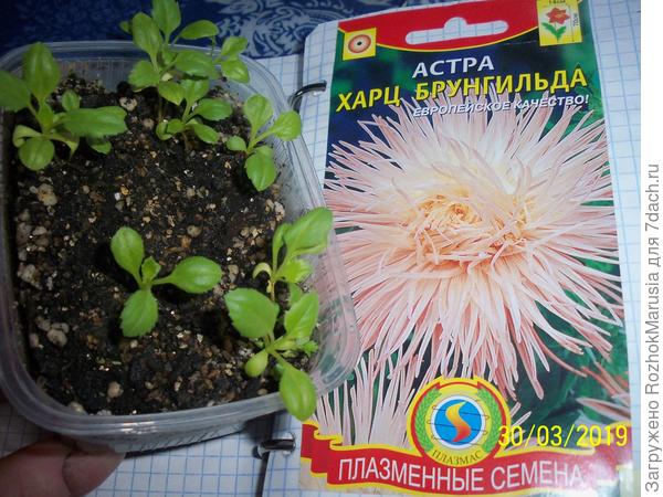 Игольчатая астра