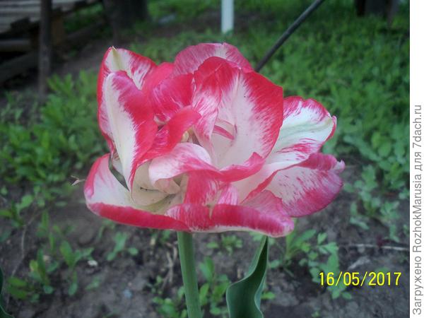 Мой похожий тюльпан сорта &quot;Картуш&quot;