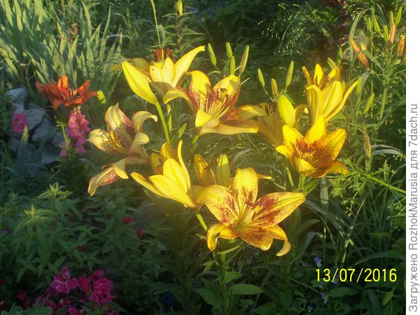 Мой &amp;quot;лже-ЛайонХарт&amp;quot; - явный пересорт