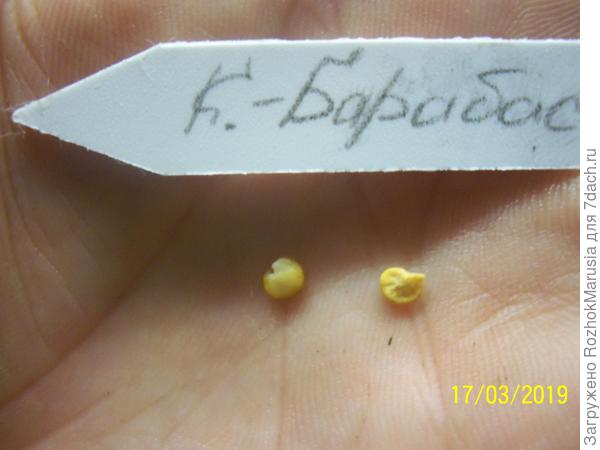 пау