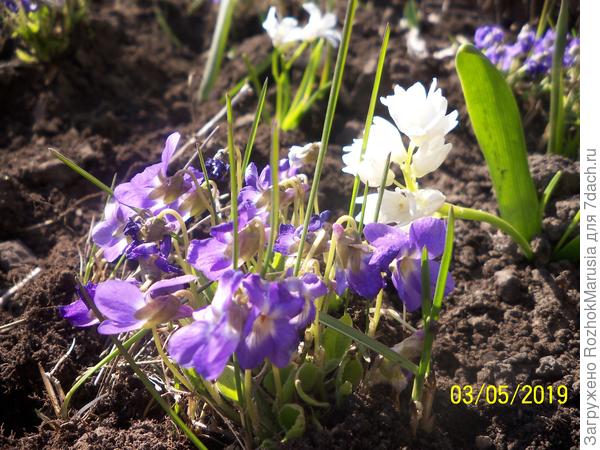 Вот она уже у меня на клумбочке с первоцветами