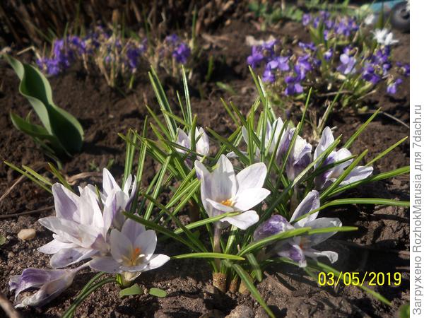 Фон для крокусов