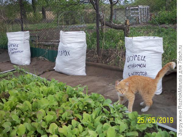 Рыжая кошка Ёшка всегда проверяет все огородные дела - без неё никак!