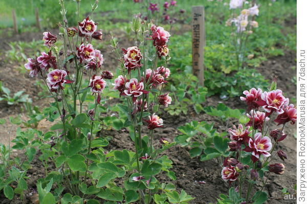 Фото из интернета